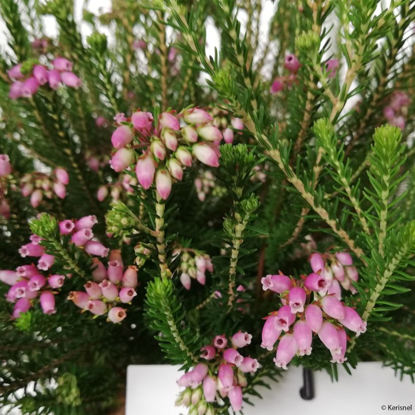 Erica terminalis - Bruyère de Corse (Floraison)