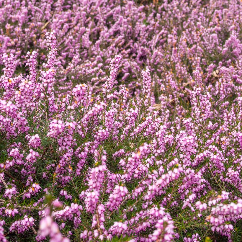 Erica terminalis - Bruyère de Corse (Port)