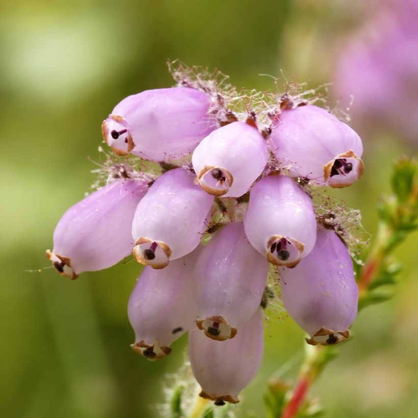 Bruyère des marais - Erica tetralix (Flowering)