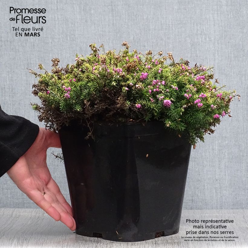 Example of Erica x darleyensis Eva Gold - Bruyère d'hiver Pot de 3L/4L as you get in printemps