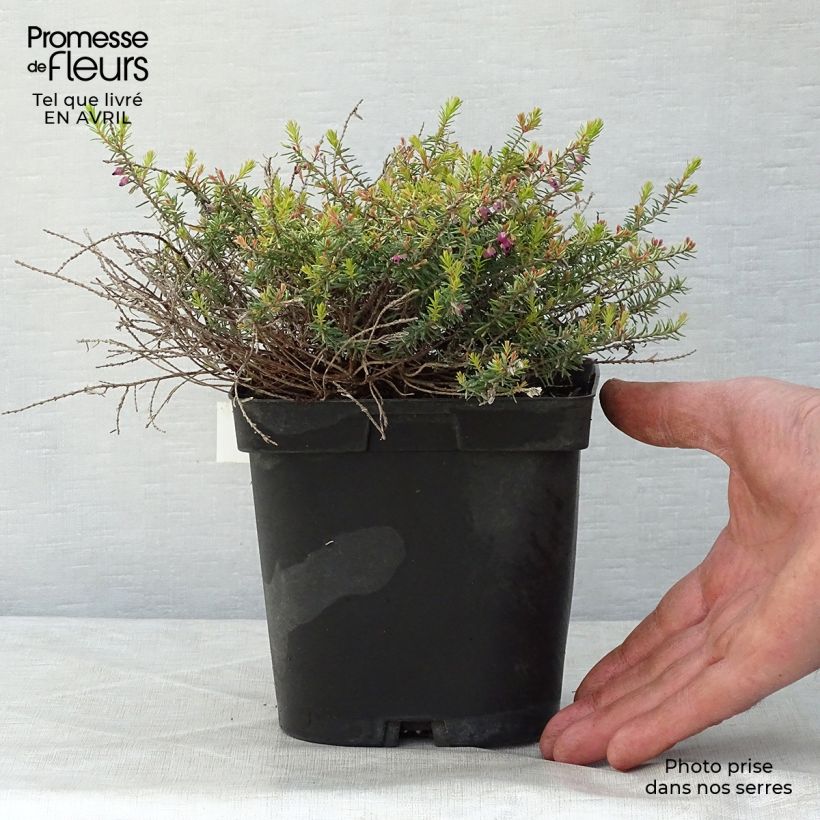 Example of Erica x darleyensis Eva Gold - Bruyère d'hiver Pot de 1L/1,5L as you get in printemps