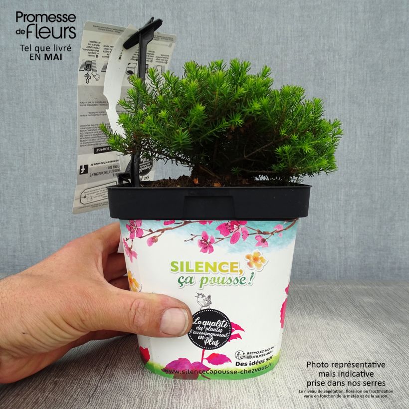 Example of Erica x darleyensis Spring Surprise, bruyère Pot de 2L/3L as you get in printemps