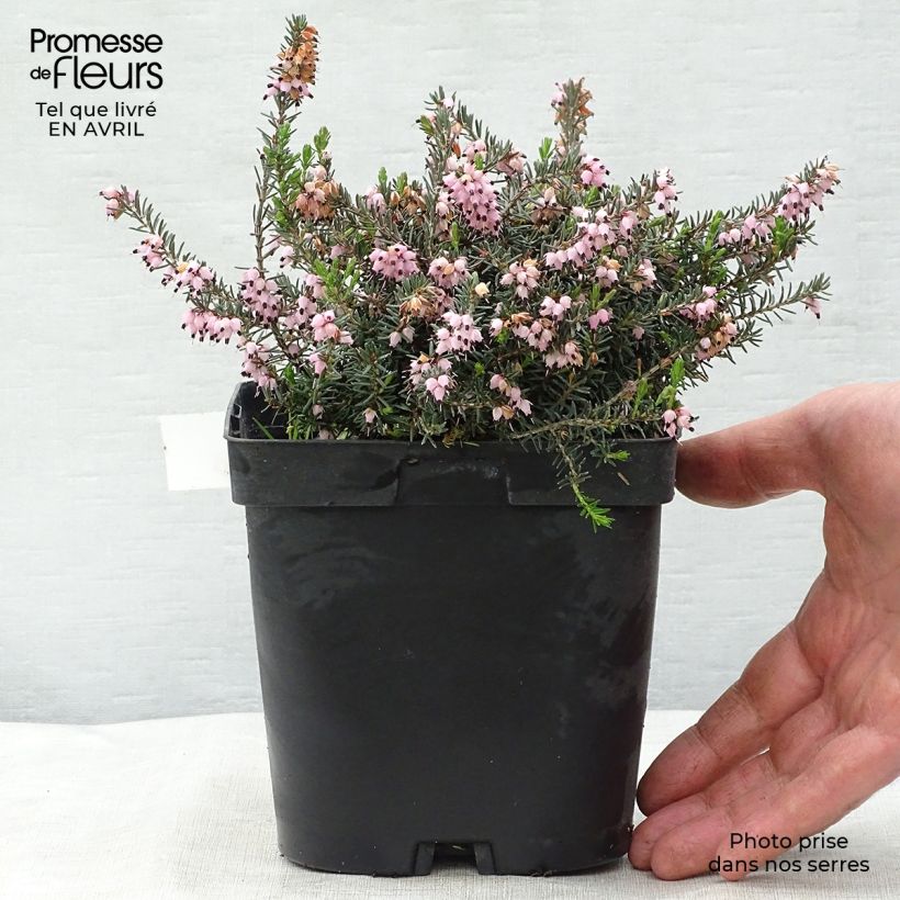 Example of Erica x darleyensis Winter Belles Phoebe, bruyère d'hiver Pot de 2L/3L as you get in printemps