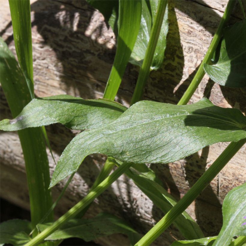 Erigeron Azure Beauty - Vergerette (Foliage)