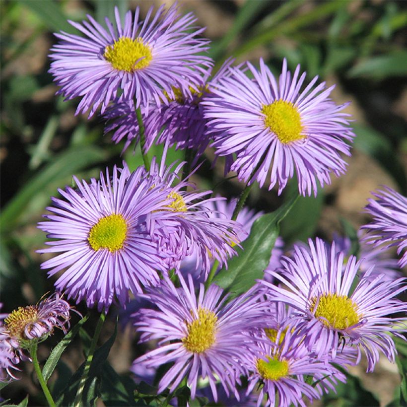 Erigeron Azure Beauty - Vergerette (Flowering)