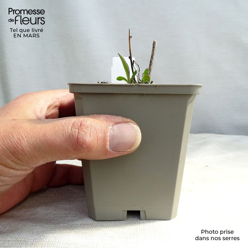 Example of Erigeron Azure Beauty - Vergerette Godet de 8/9 cm as you get in printemps