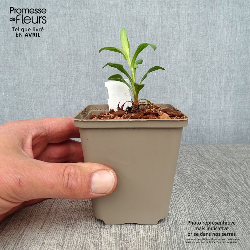 Example of Erigeron Foersters Liebling - Vergerette Foersters Liebling Godet de 8/9 cm as you get in printemps