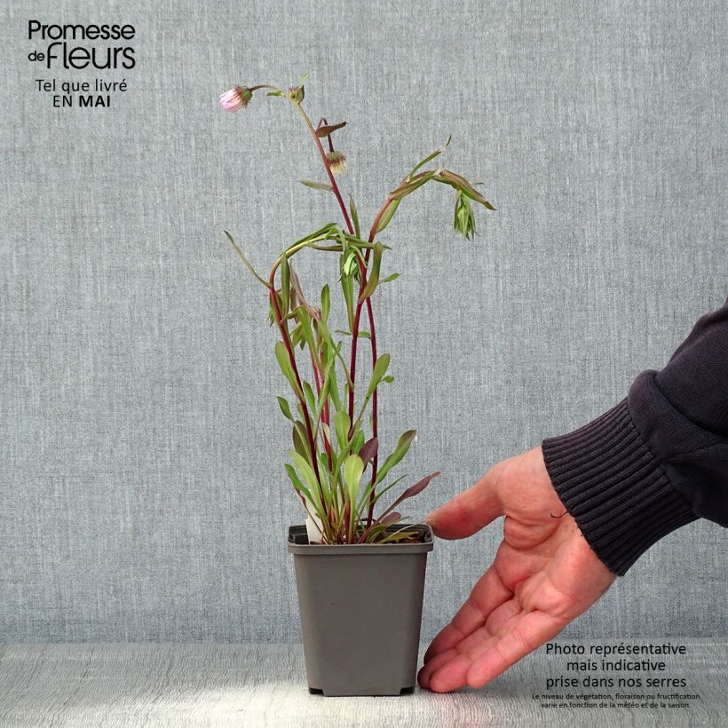 Example of Erigeron Quakeress Godet de 8/9 cm as you get in printemps