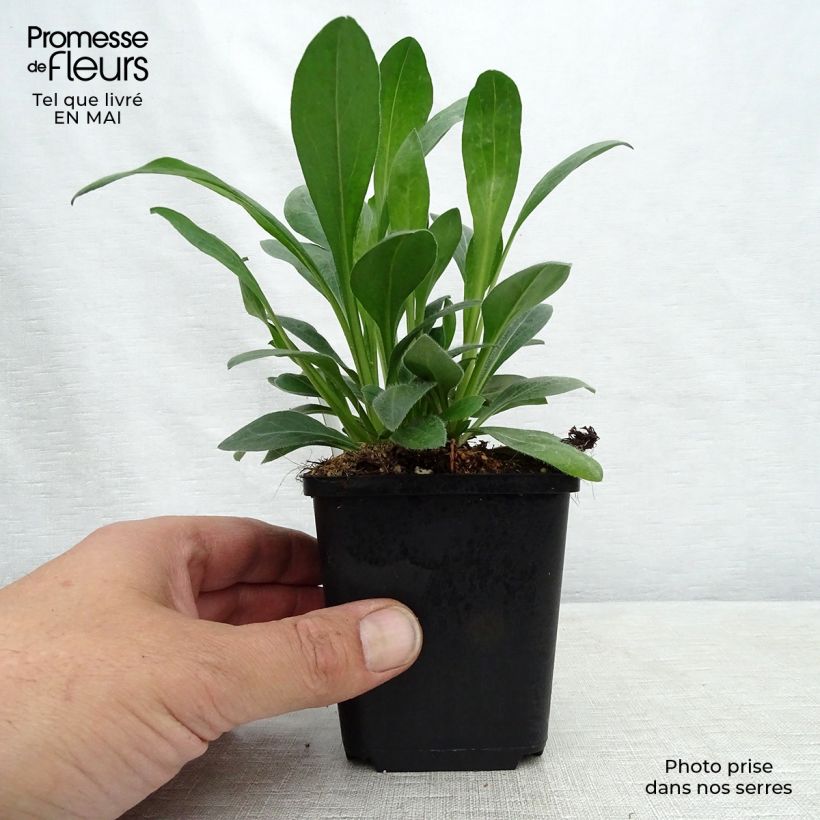 Example of Erigeron Rosa Jewel - Vergerette Godet de 8/9 cm as you get in printemps