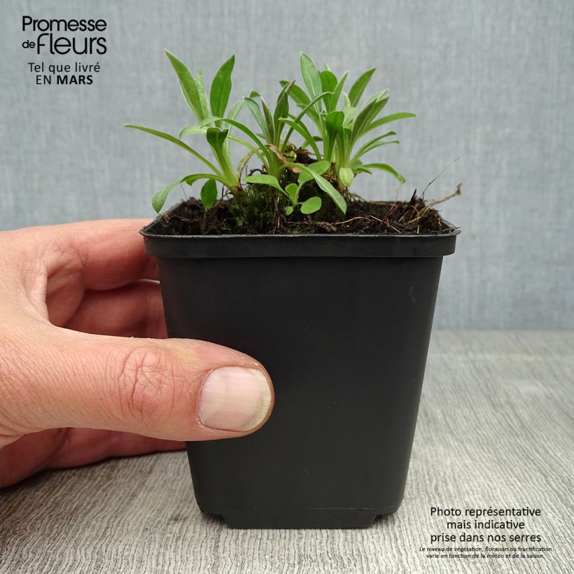 Spécimen de Erigeron Rosa Triumph - Vergerette Godet de 8/9 cm tel que livré au printemps