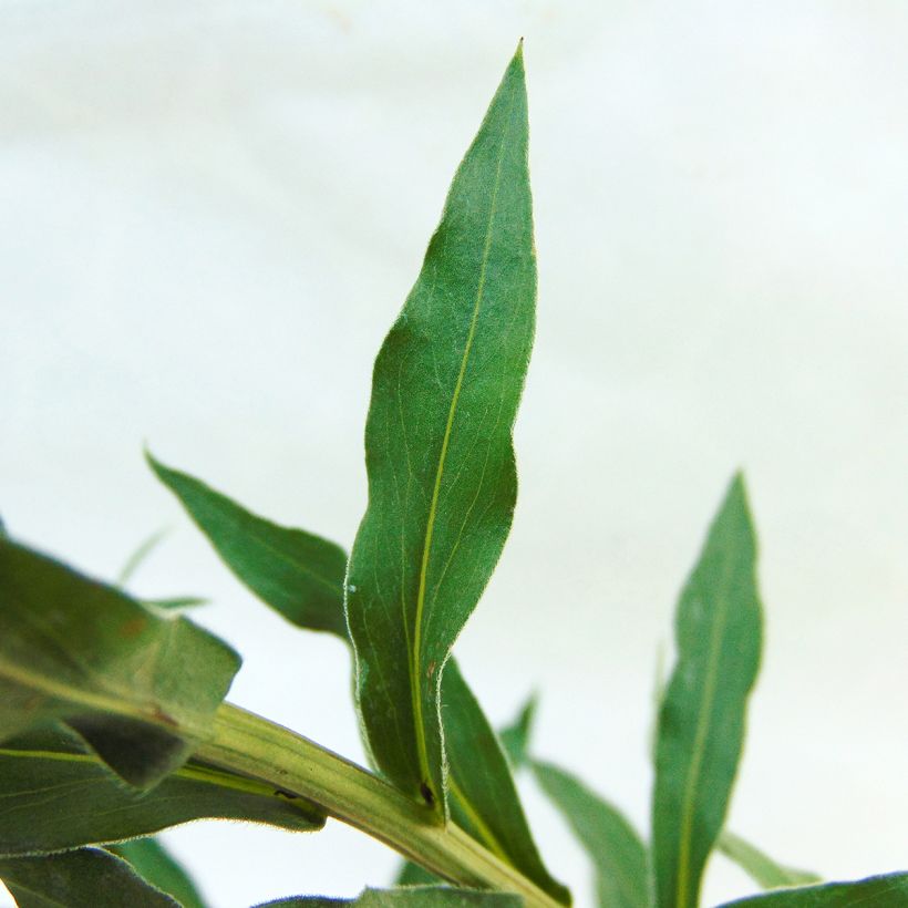 Erigeron Schwarzes Meer, Vergerette (Foliage)