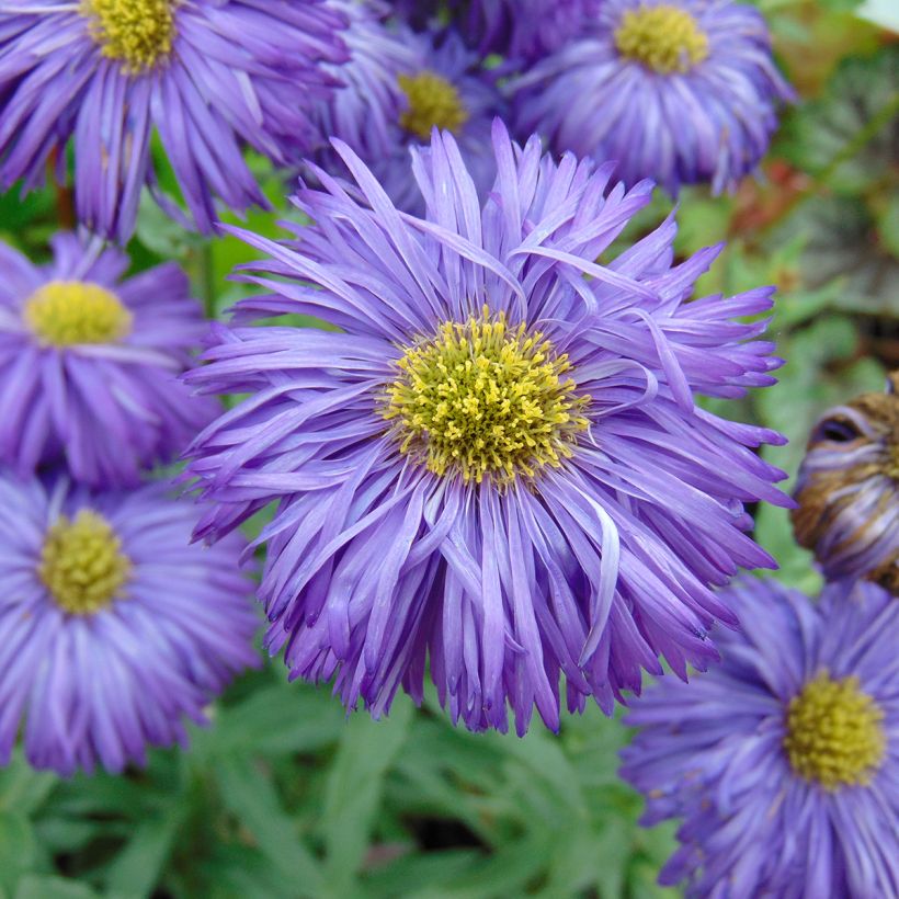 Erigeron Schwarzes Meer, Vergerette (Flowering)