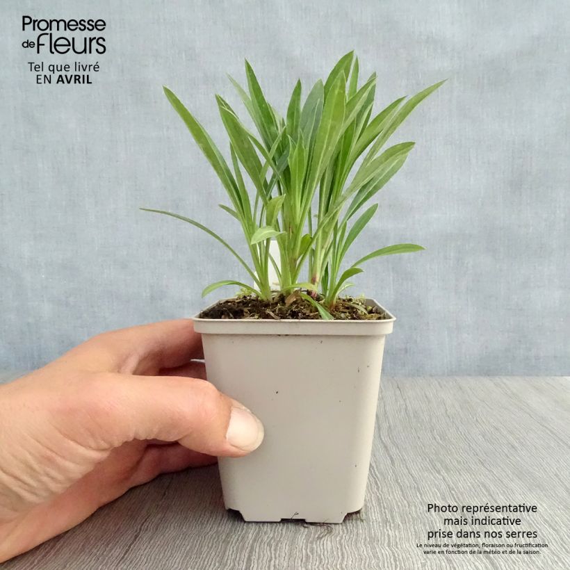 Example of Erigeron Schwarzes Meer, Vergerette Godet de 8/9 cm as you get in printemps