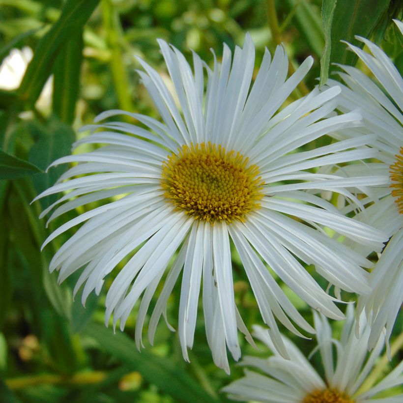 Erigeron Sommerneuschnee - Vergerette de Californie.  (Flowering)