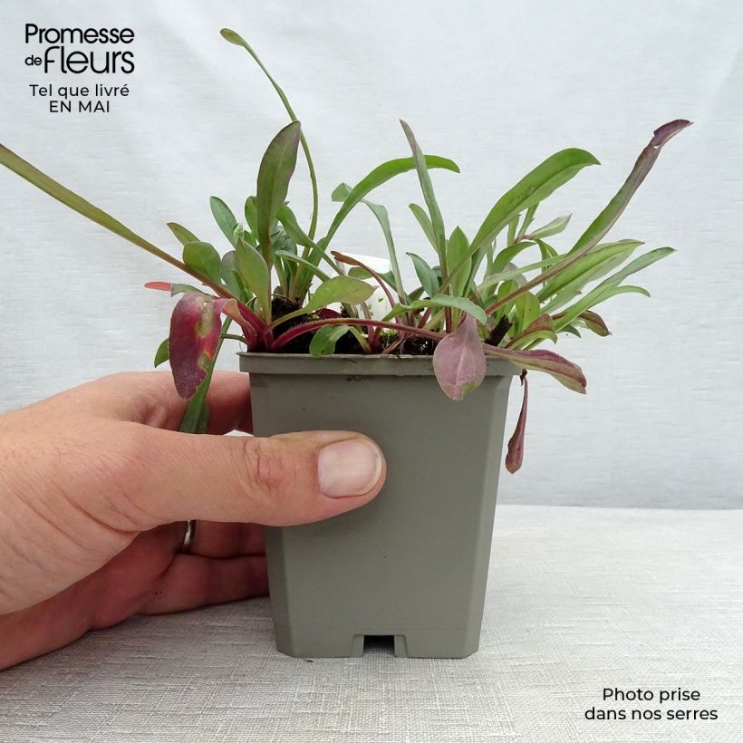 Example of Erigeron Sommerneuschnee - Vergerette de Californie.  Godet de 8/9 cm as you get in printemps