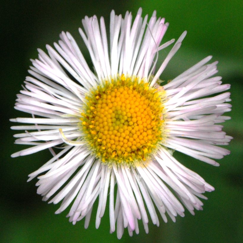 Erigeron annus, Vergerette (Floraison)