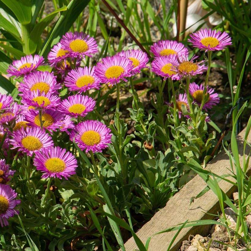 Erigeron glaucus Sea Breeze - Vergerette glauque (Port)