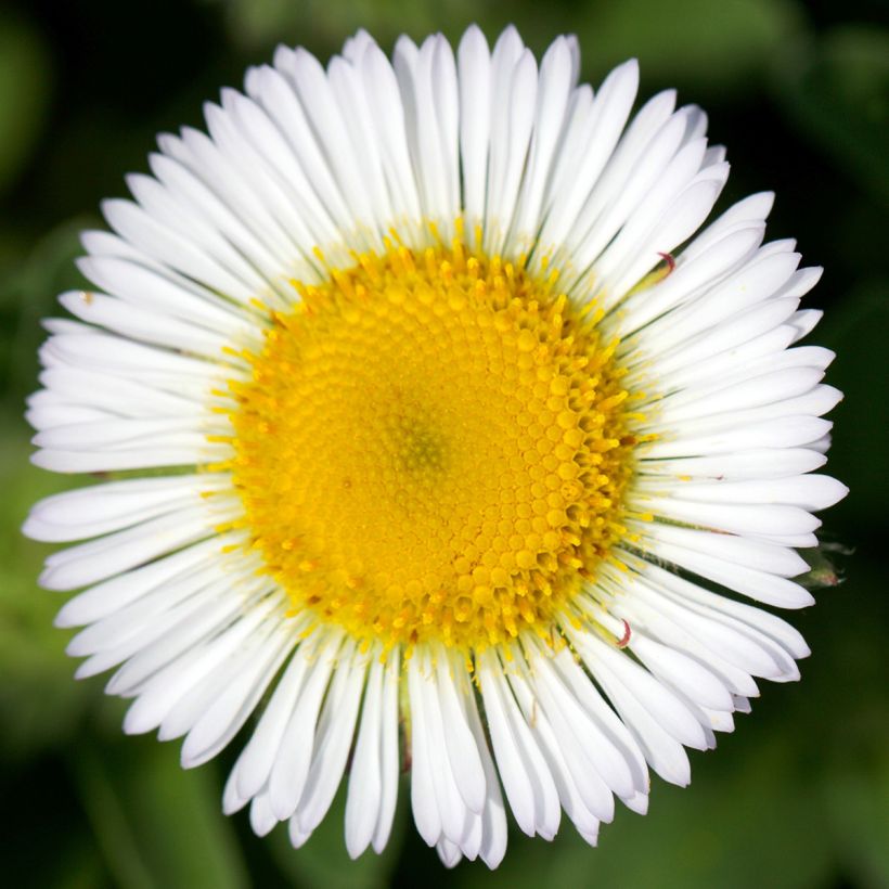 Erigeron glaucus - Vergerette glauque (Floraison)