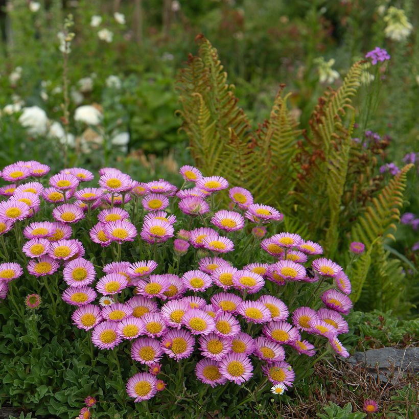 Erigeron glaucus - Vergerette glauque (Port)