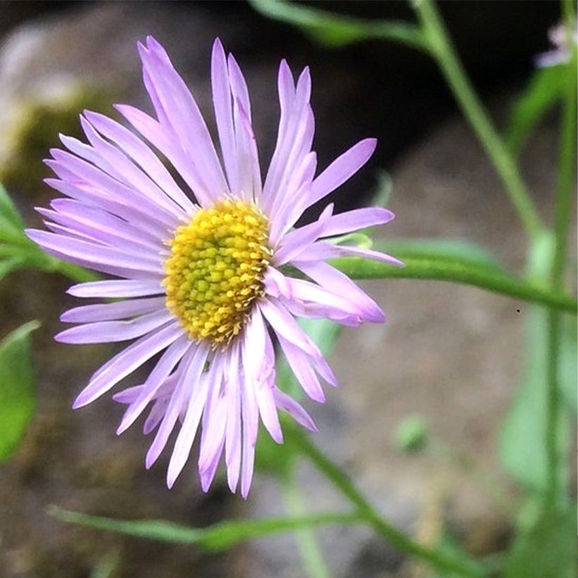 Erigeron karvinskianus Lavender Lady - Vergerette (Flowering)