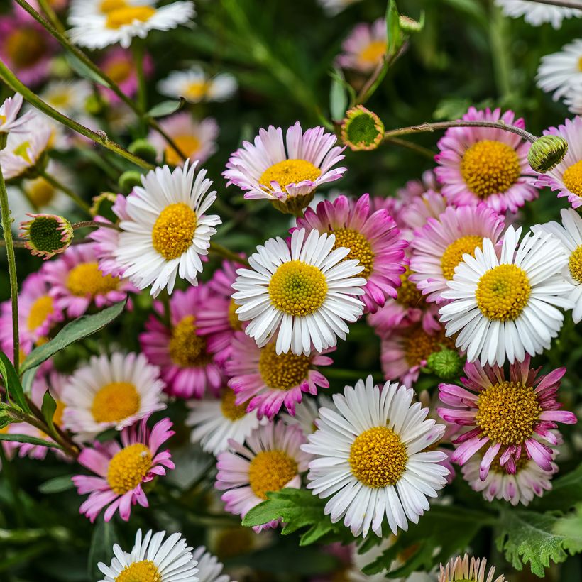 Erigeron karvinskianus - Vergerette (Flowering)