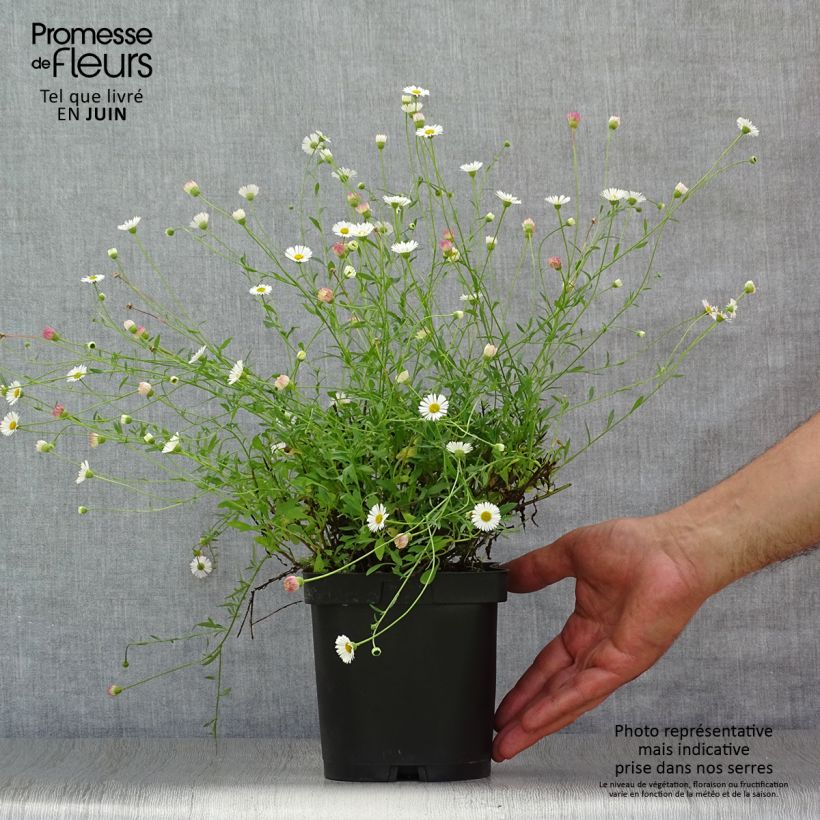 Spécimen de Erigeron karvinskianus - Vergerette Pot de 2L/3L tel que livré en été