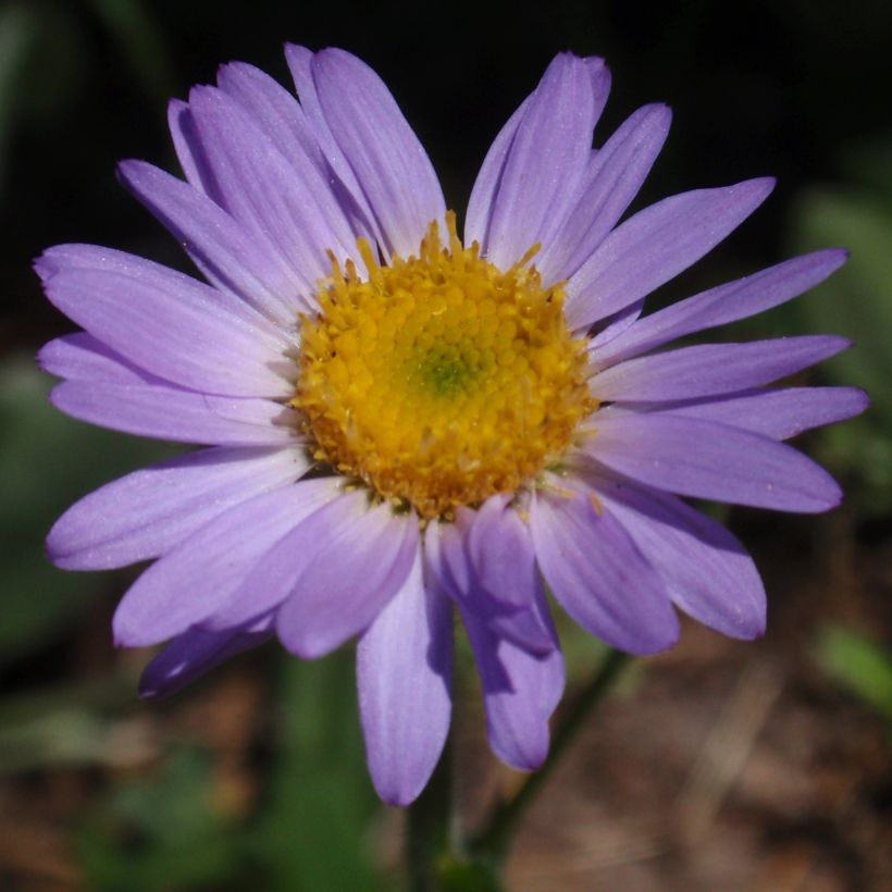 Erigeron leiomerus, Vergerette (Flowering)
