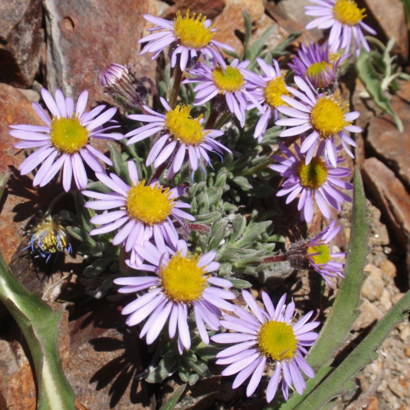 Erigeron leiomerus, Vergerette (Plant habit)