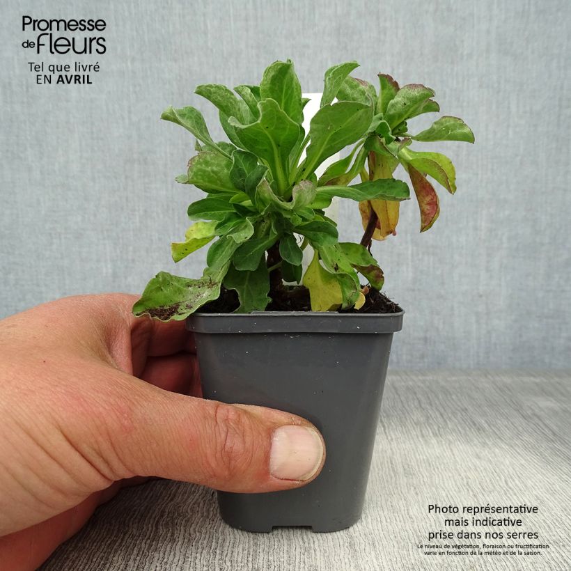 Example of Erigeron leiomerus, Vergerette Godet de 7/8 cm as you get in printemps