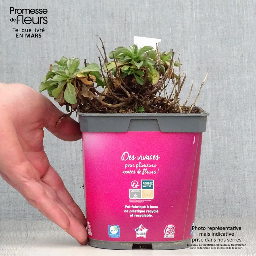Example of Erigeron leiomerus, Vergerette Pot de 2L/3L as you get in printemps