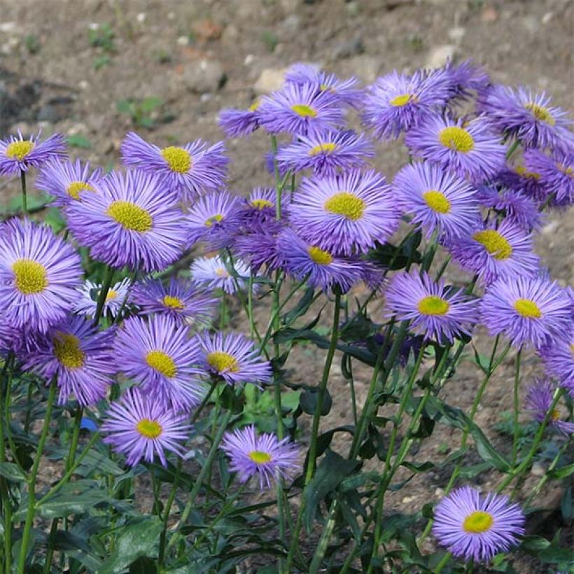 Erigeron speciosus Grandiflorus - Vergerette (Floraison)