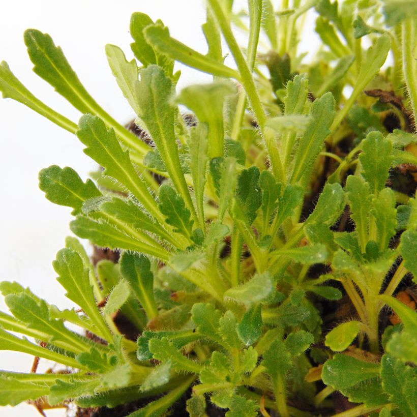 Erinus alpinus Dr Hähnle - Erine des Alpes (Foliage)