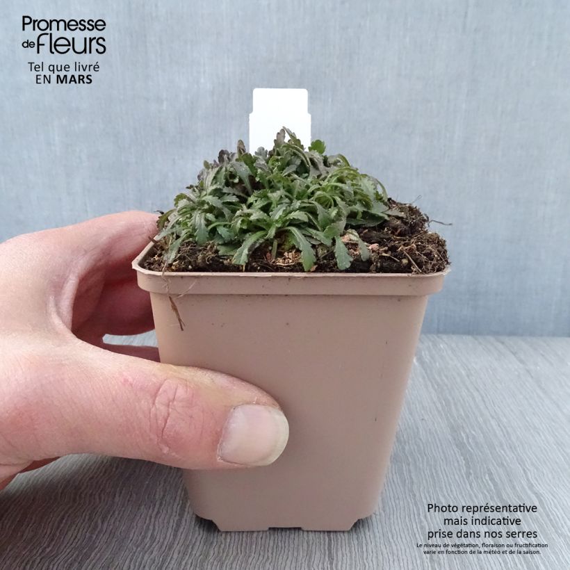 Example of Erinus alpinus Dr Hähnle - Erine des Alpes Godet de 8/9 cm as you get in printemps