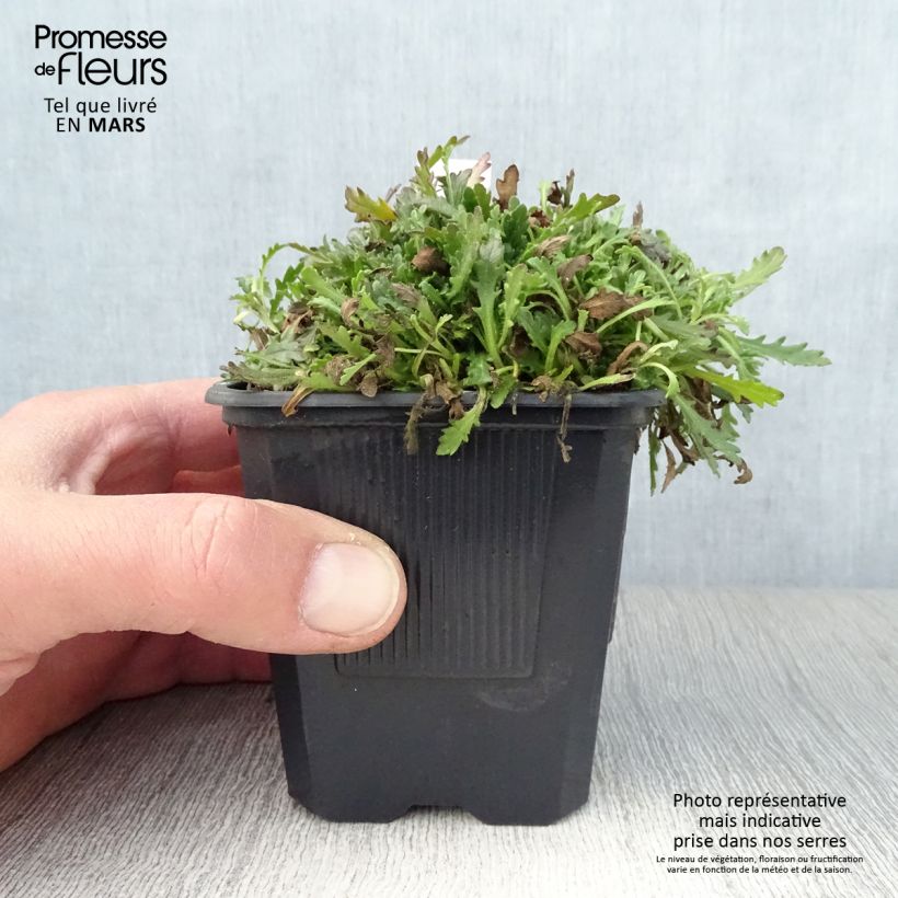 Example of Erinus alpinus Godet de 8/9 cm as you get in printemps