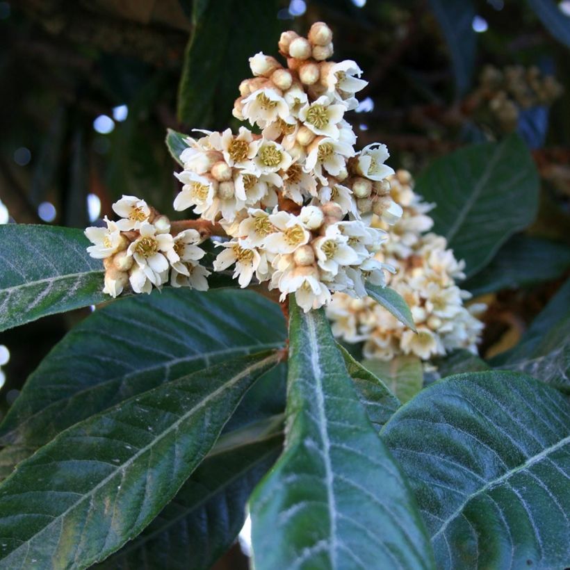 Néflier du Japon - Eriobotrya japonica (Flowering)