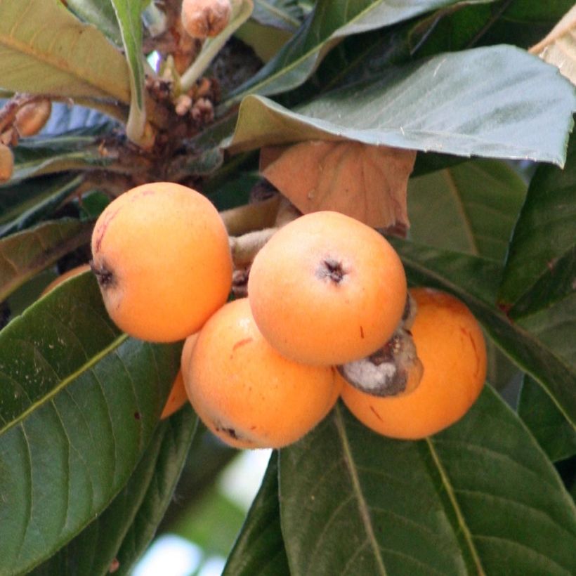 Néflier du Japon - Eriobotrya japonica (Harvest)