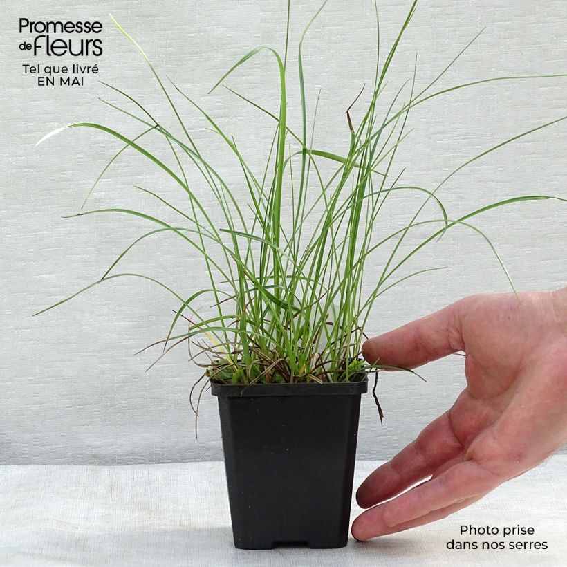 Example of Eriophorum angustifolium - Linaigrette à feuilles étroites Godet de 8/9 cm as you get in printemps