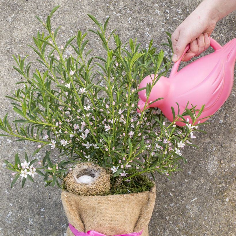 Eriostemon myoporoides Flower Girl Pink - Philotheca (Plant habit)