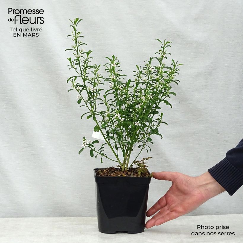 Example of Eriostemon myoporoides - Philotheca Pot de 3L/4L as you get in printemps
