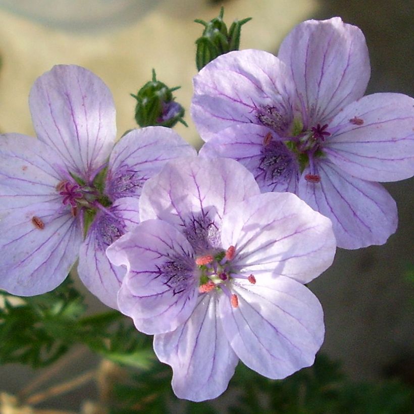Erodium Spanish Eyes - Bec de grue (Flowering)