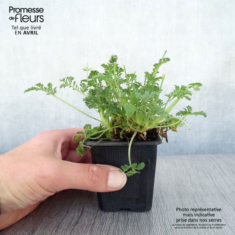 Example of Erodium Stephanie - Bec de héron Godet de 8/9 cm as you get in printemps