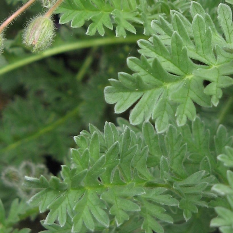Erodium chrysanthum (Foliage)