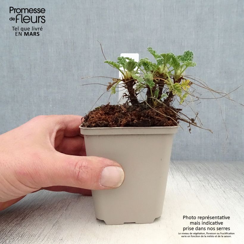 Example of Erodium chrysanthum Godet de 8/9 cm as you get in printemps