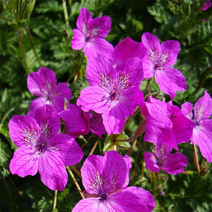 Erodium manescavii - Bec de Grue (Flowering)