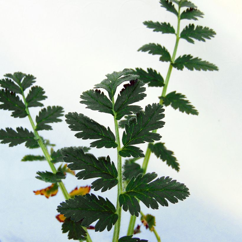Erodium manescavii - Bec de Grue (Foliage)