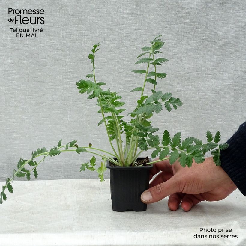 Example of Erodium manescavii - Bec de Grue Godet de 8/9 cm as you get in printemps