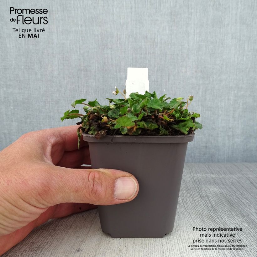 Example of Erodium variabile Album - Bec de héron Godet de 8/9 cm as you get in printemps