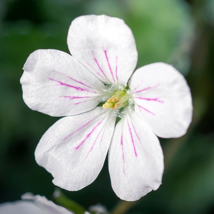 Erodium variabile Album - Bec de héron (Flowering)