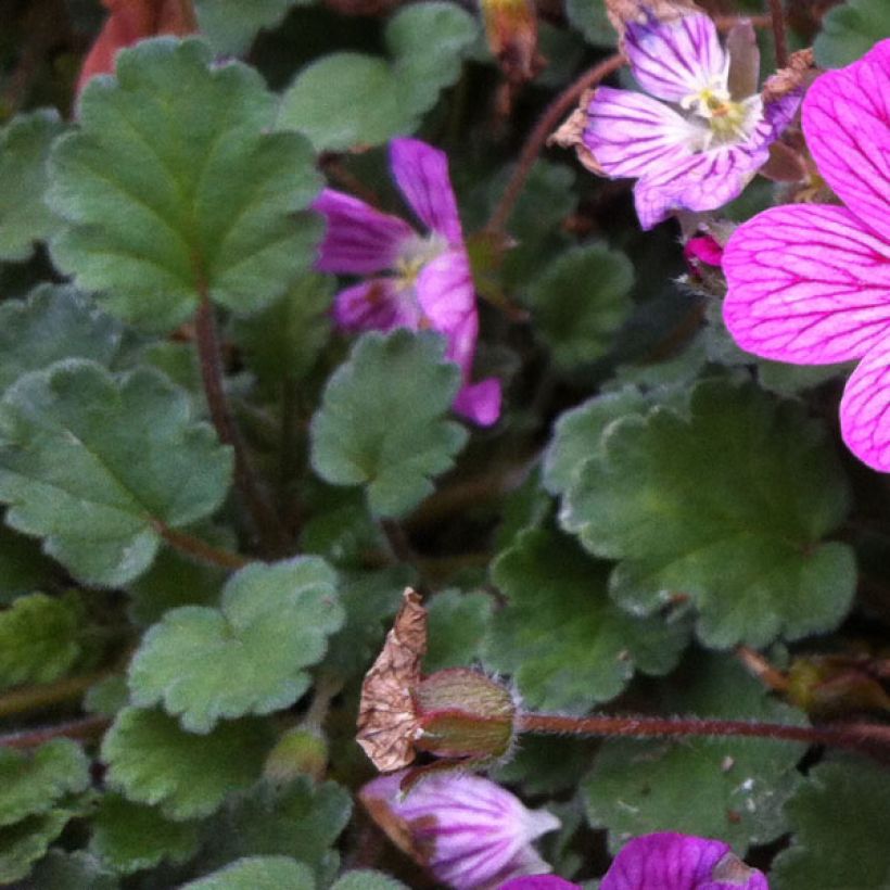 Erodium variabile Bishop's Form (Foliage)
