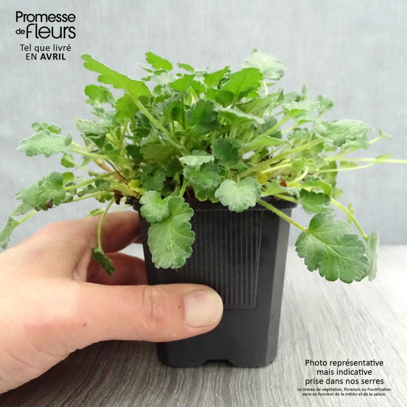 Example of Erodium variabile Bishop's Form Godet de 8/9 cm as you get in printemps